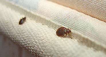 Bedbug Treatments Temple TX